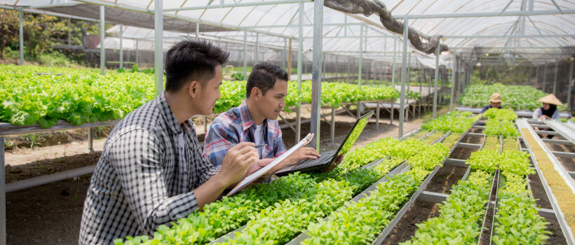 All You Need to Know about Urban Farming.