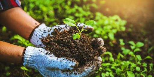 All You Need to Know about Urban Farming.