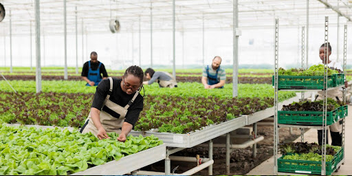 All You Need to Know about Urban Farming.